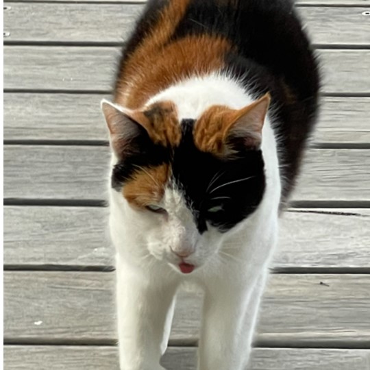  Kitty Cat DSH lost 28 april